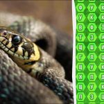 98 % af alle mennesker kan ikke finde ordet ‘hugorm’