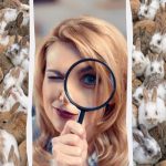 Alle ser kaniner, men du skal finde 3 katte på